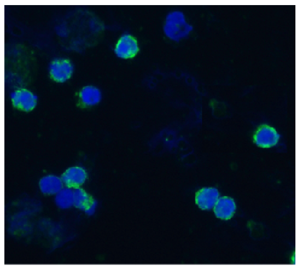 CD18 Antibody