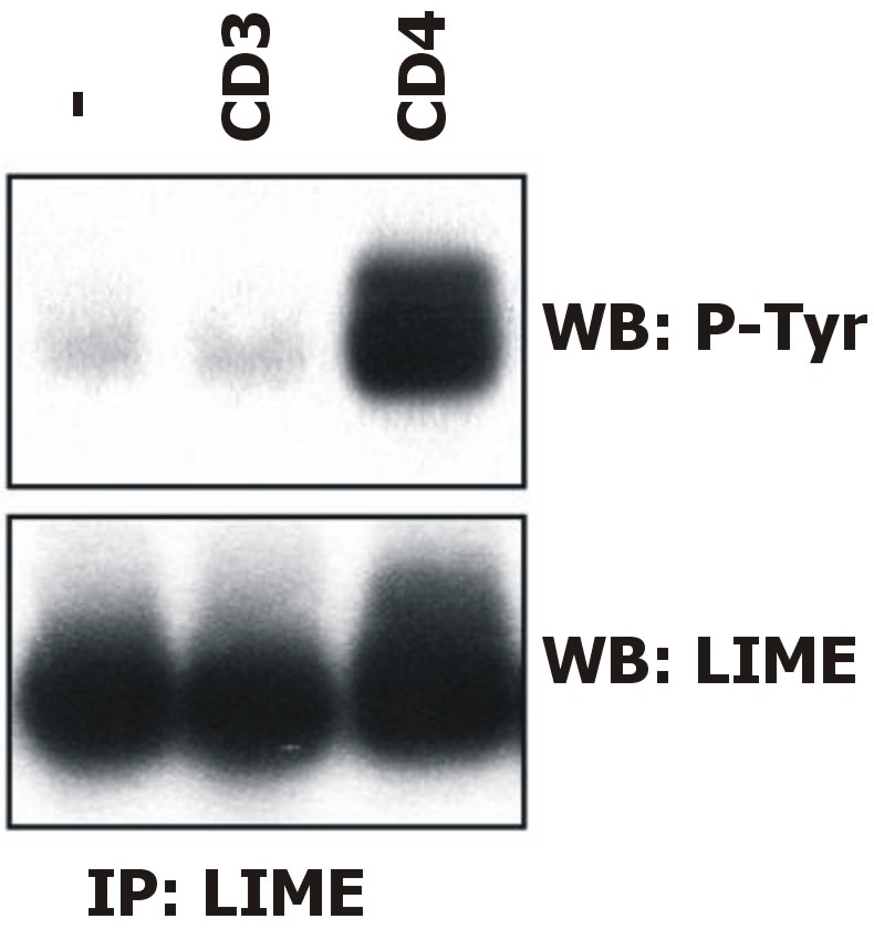 LIME1 Antibody