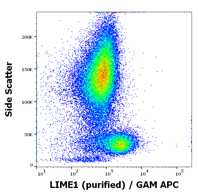 LIME1 Antibody