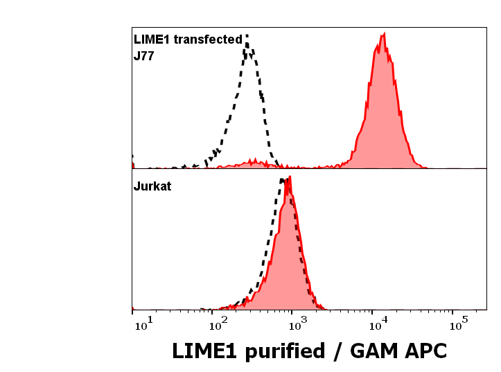 LIME1 Antibody