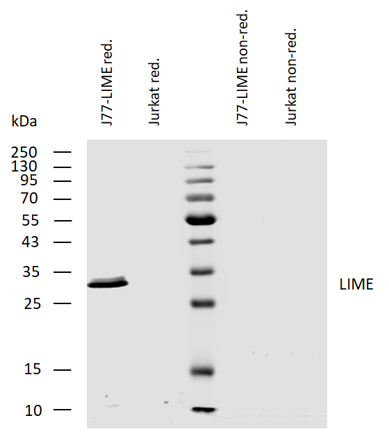LIME1 Antibody