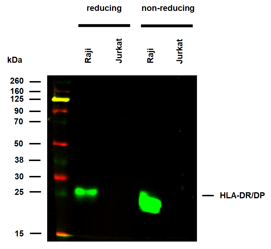 HLA-DR/DP Antibody