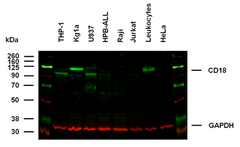 CD18 Antibody