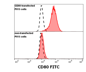CD80 Antibody (FITC)