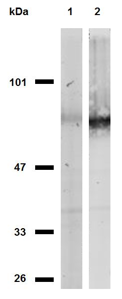 CD44 Antibody