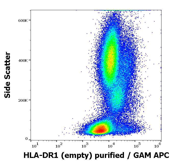 HLA-DR1 (empty) Antibody