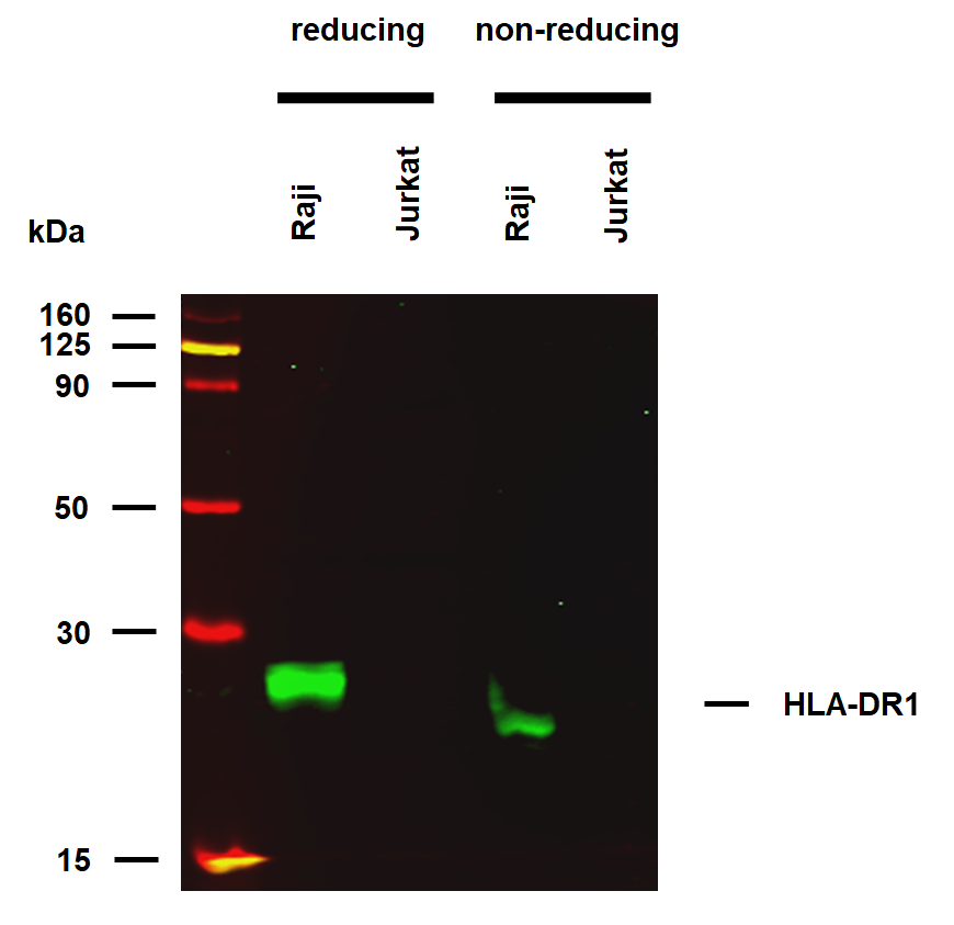 HLA-DR1 (empty) Antibody