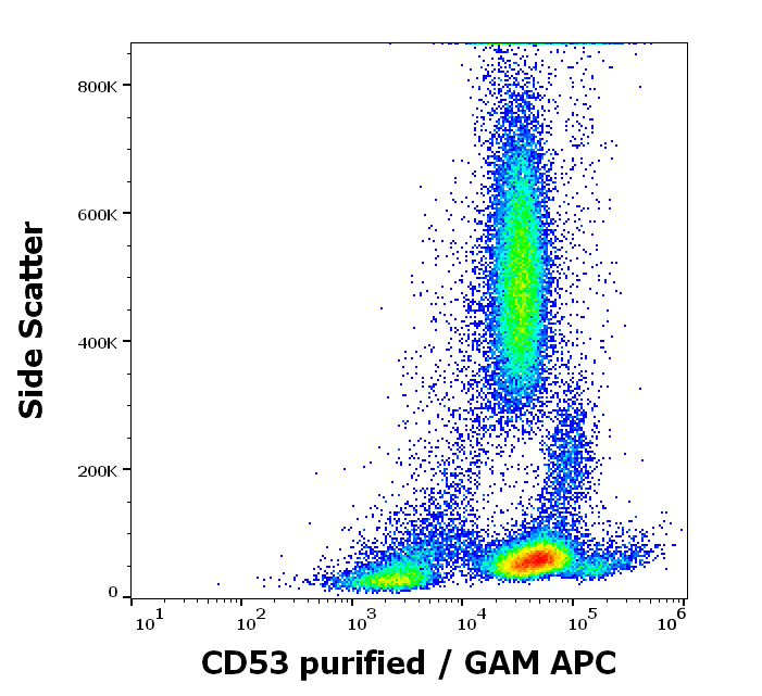 CD53 Antibody