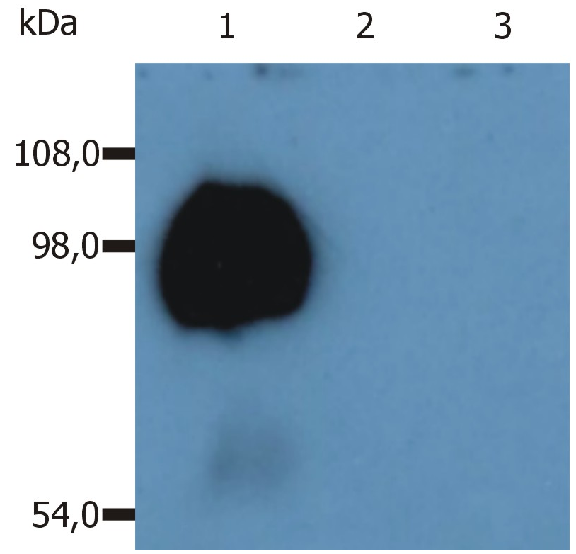CD43 Antibody
