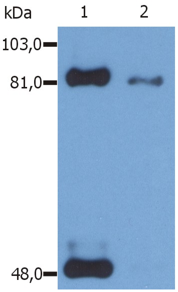 STAT1 (pS727) Antibody