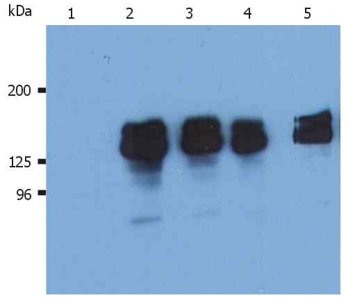 SHIP1 Antibody