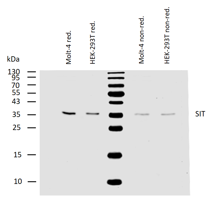 SIT Antibody