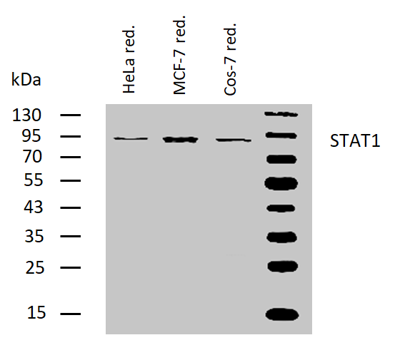 STAT1 Antibody