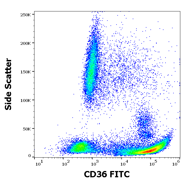 CD36 Antibody (FITC)