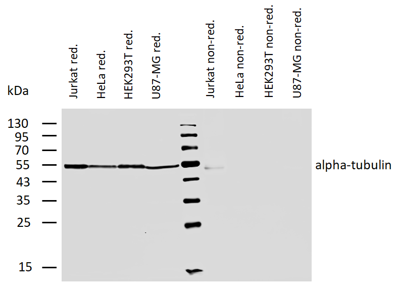 alpha-Tubulin Antibody