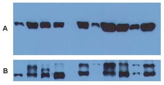 alpha-Tubulin Antibody