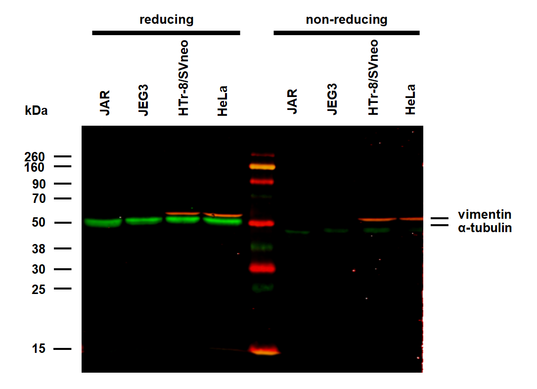 alpha-Tubulin Antibody