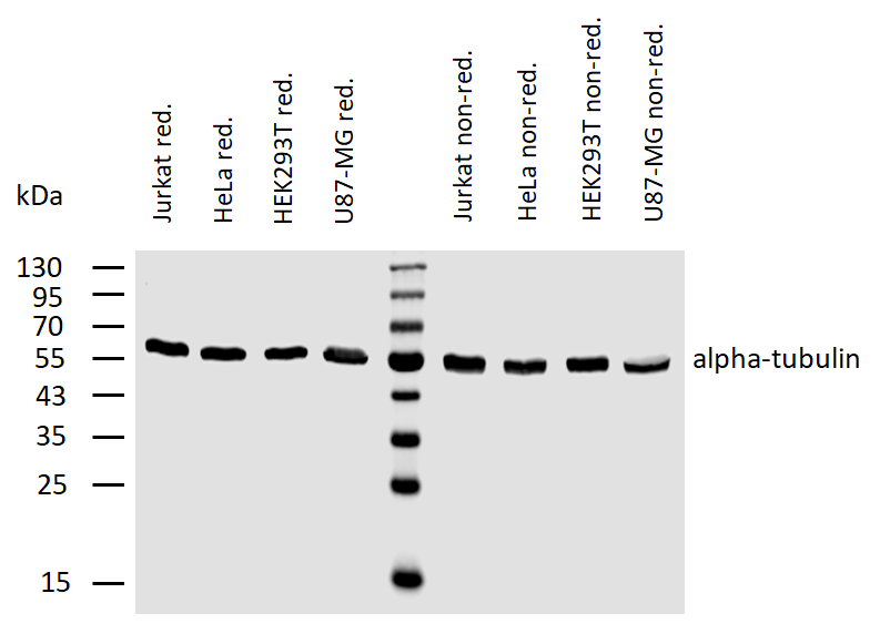 alpha-Tubulin Antibody