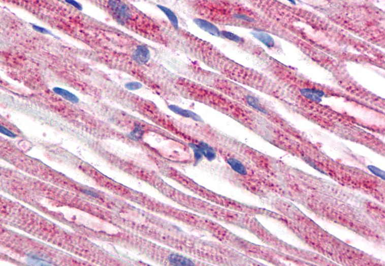 beta-Tubulin Antibody