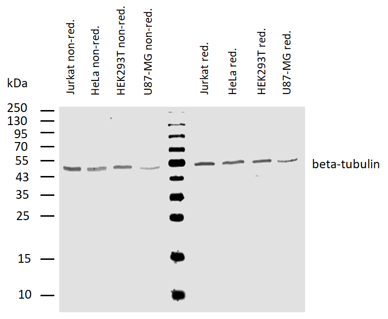 beta-Tubulin Antibody