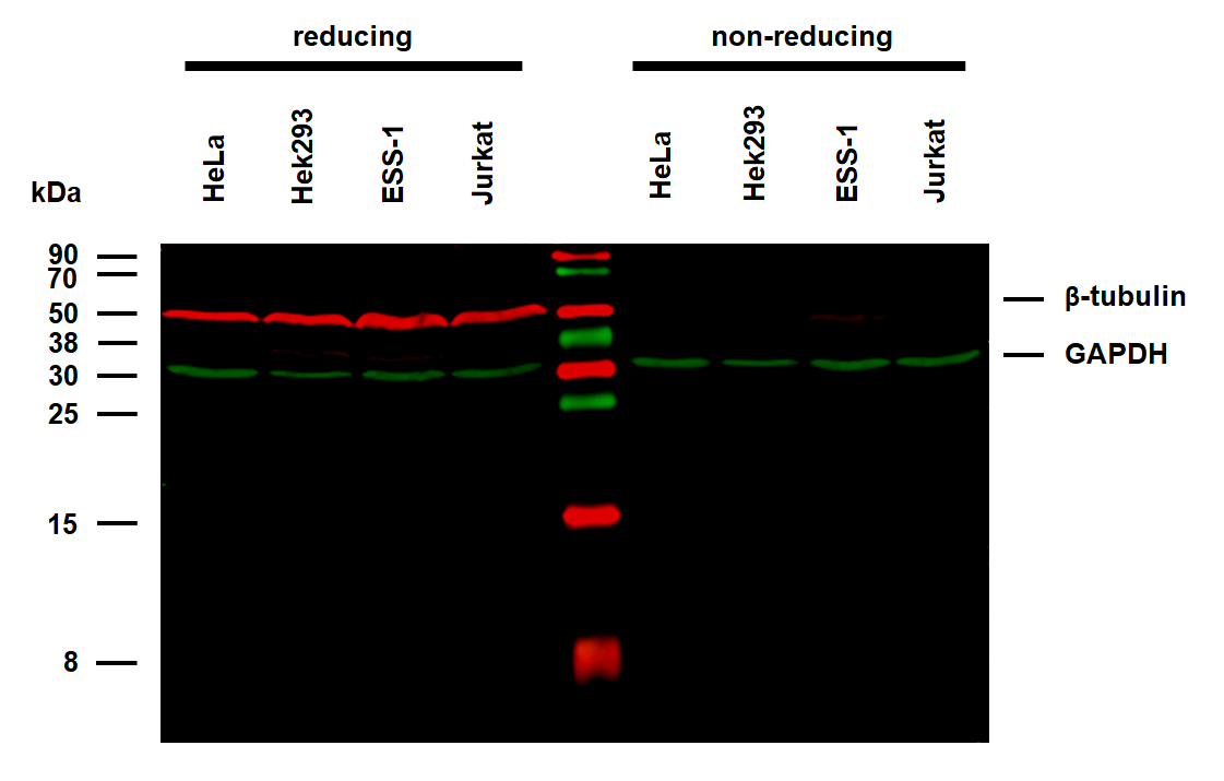 beta-Tubulin Antibody