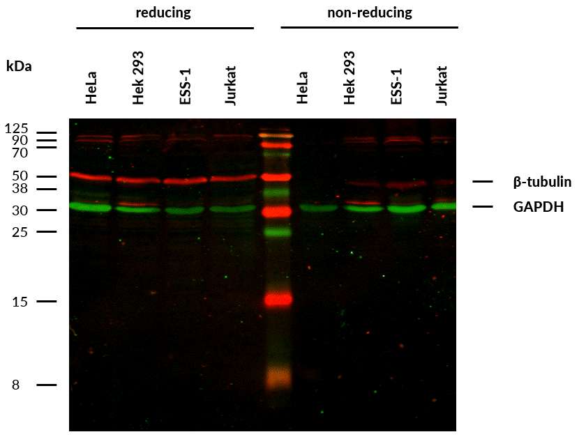 beta-Tubulin Antibody