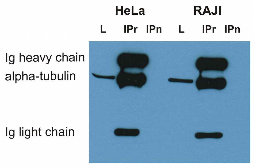 alpha-Tubulin Antibody