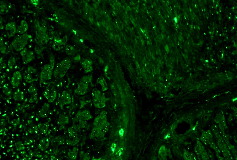 alpha-Tubulin Antibody