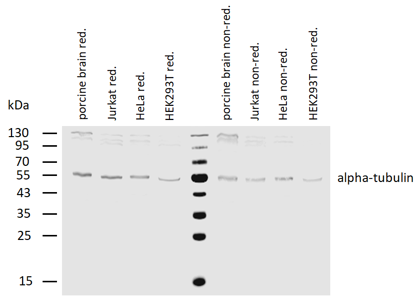 alpha-Tubulin Antibody