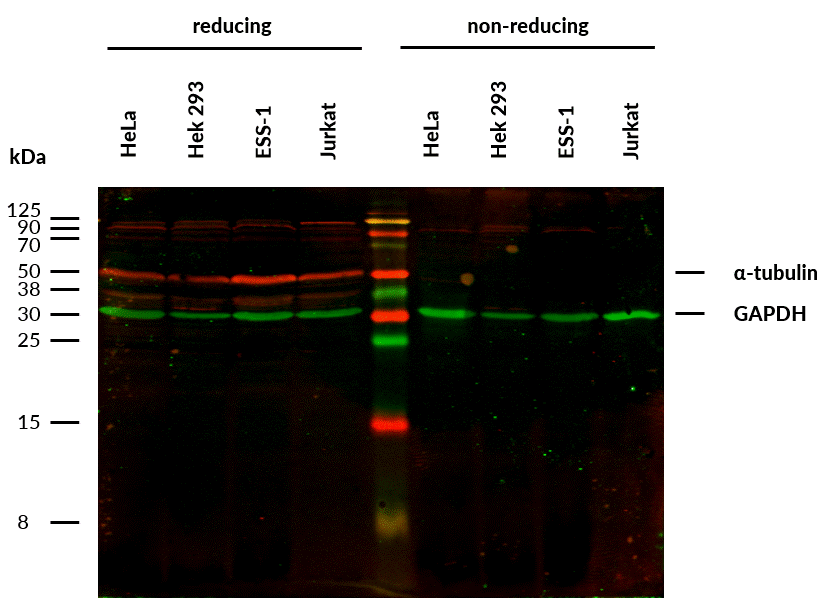 alpha-Tubulin Antibody