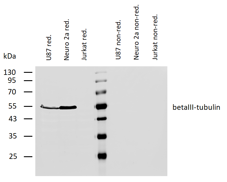 betaIII-Tubulin Antibody