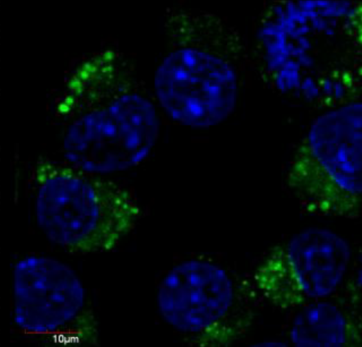 betaIII-Tubulin Antibody (FITC)