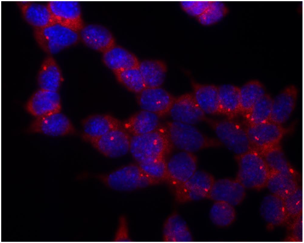 gamma-Tubulin Antibody