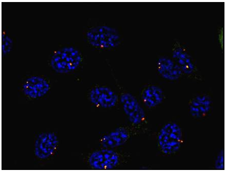 gamma-Tubulin Antibody