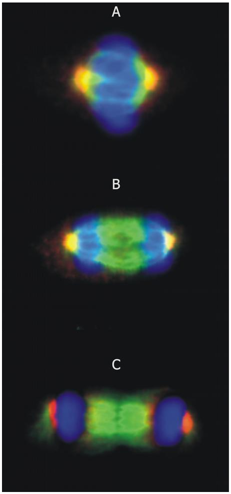 gamma-Tubulin Antibody