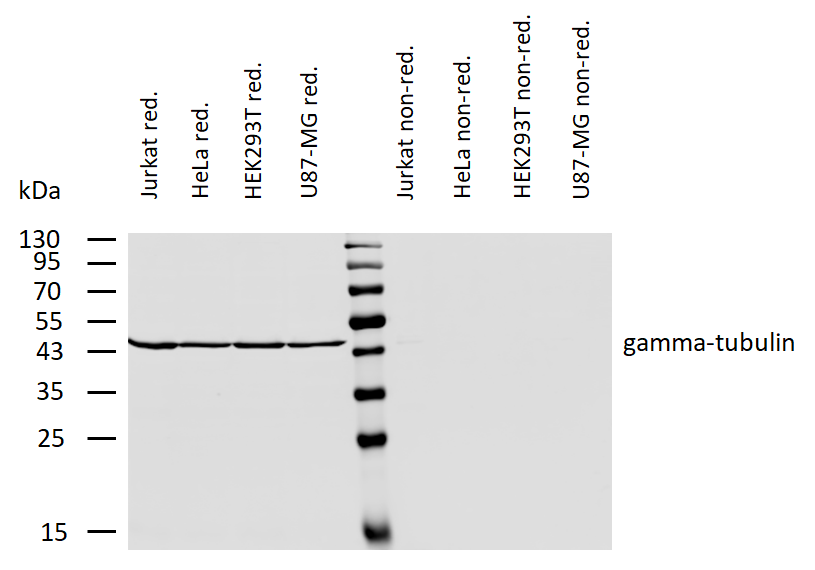 gamma-Tubulin Antibody