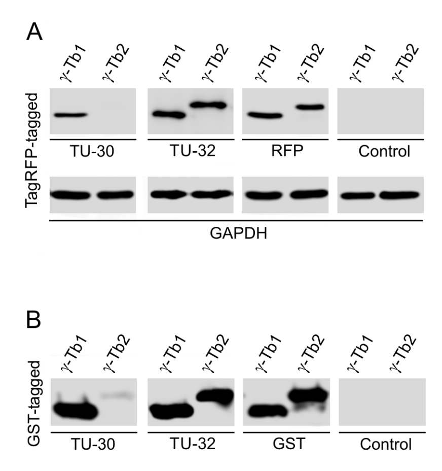 gamma-Tubulin Antibody