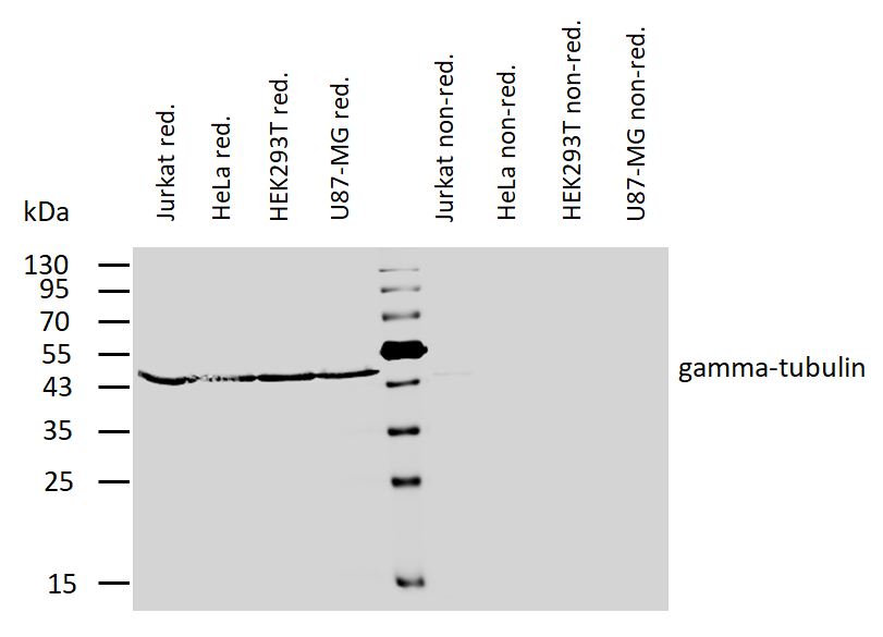 gamma-Tubulin Antibody
