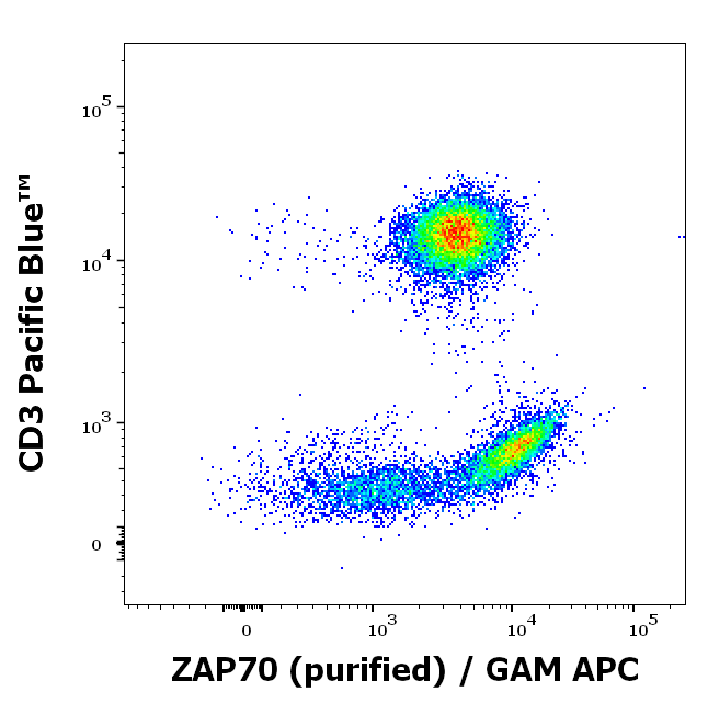ZAP70 Antibody