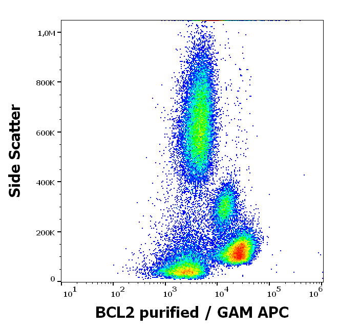 BCL2 Antibody
