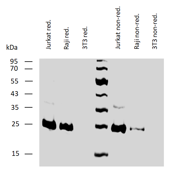 BCL2 Antibody