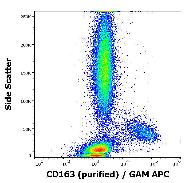CD163 Antibody