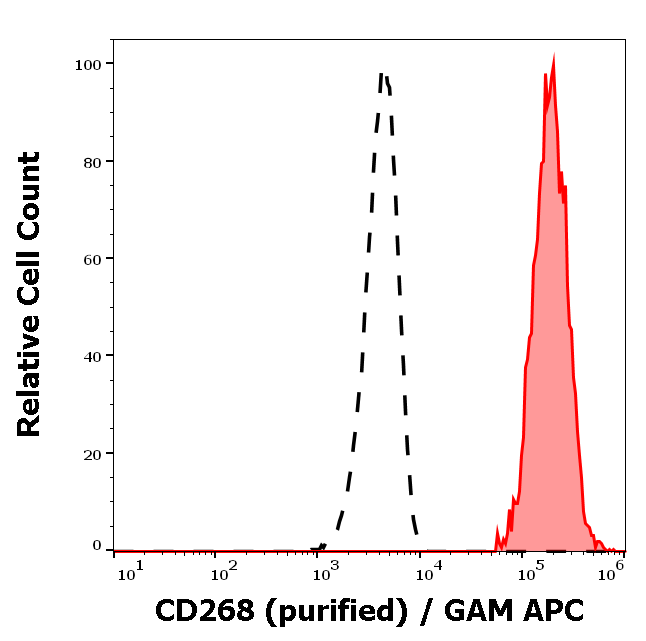 CD268 Antibody