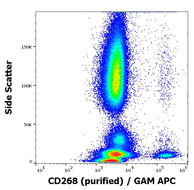 CD268 Antibody