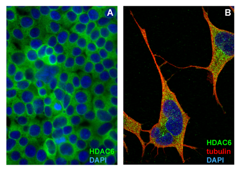 HDAC6 Antibody