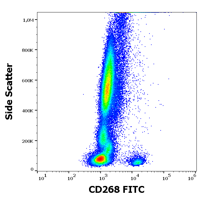 CD268 Antibody (FITC)