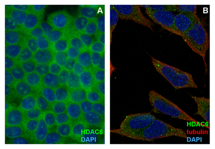 HDAC6 Antibody
