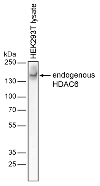 HDAC6 Antibody
