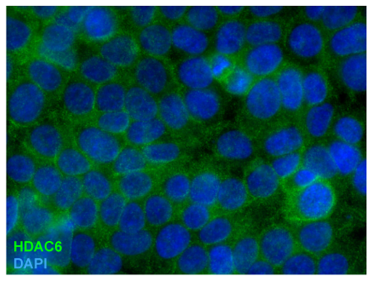 HDAC6 Antibody