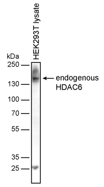 HDAC6 Antibody